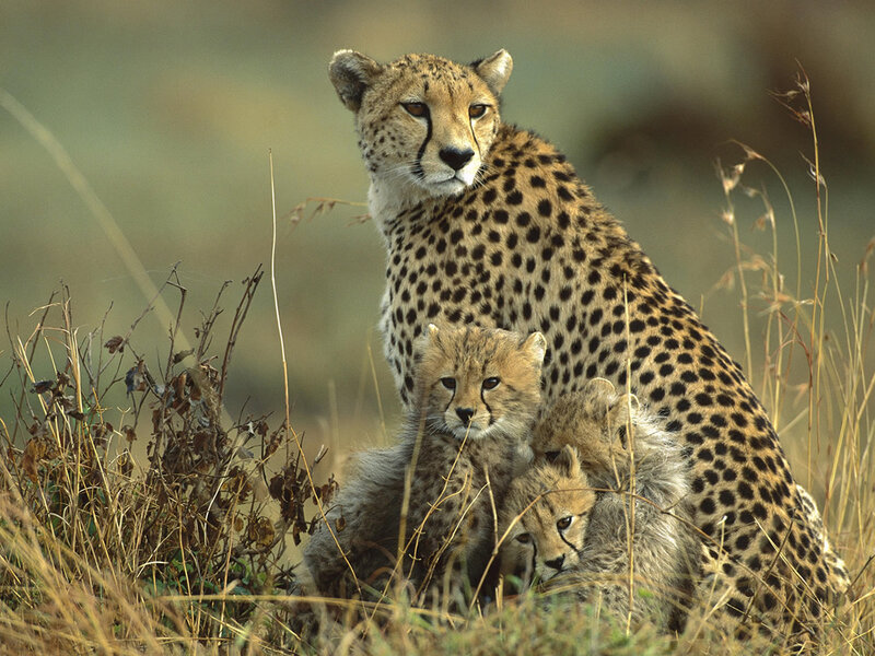 Cheetah with Cubs — Brown, Calm, Afternoon, Photograph