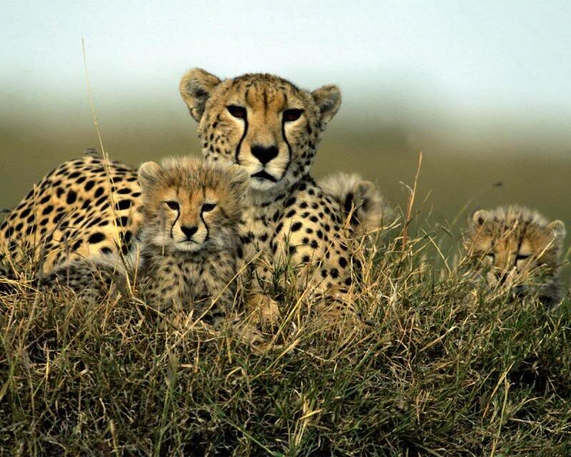Cheetah with Cubs — Brown, Calm, Afternoon