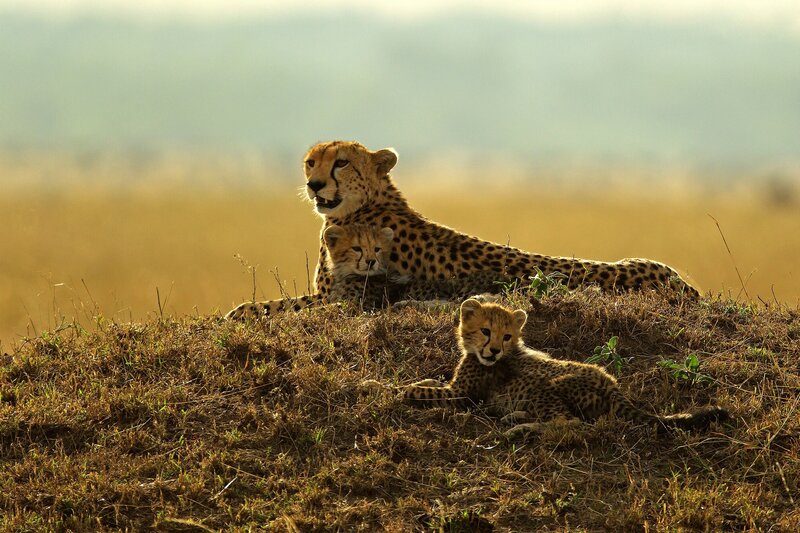 Cheetah with Cubs — Brown, Serene