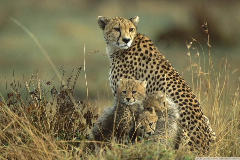 Cheetah with Cubs — Brown