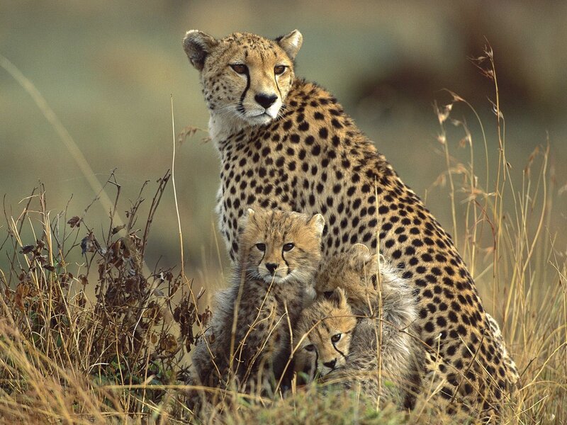 Cheetah with Cubs — Calm