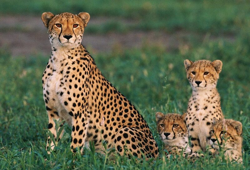 Cheetah with Cubs — Green, Calm, Afternoon