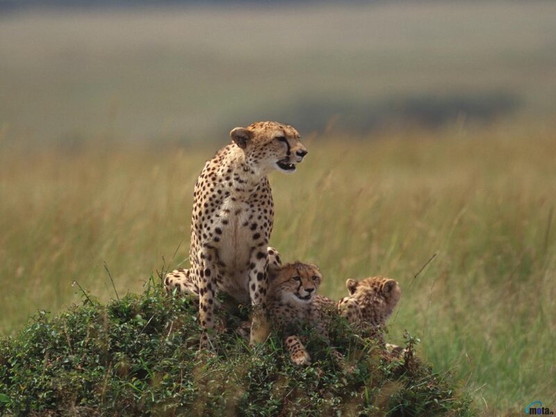 Cheetah with Cubs — Green, Calm