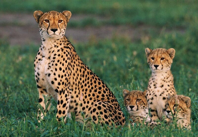 Cheetah with Cubs — Green