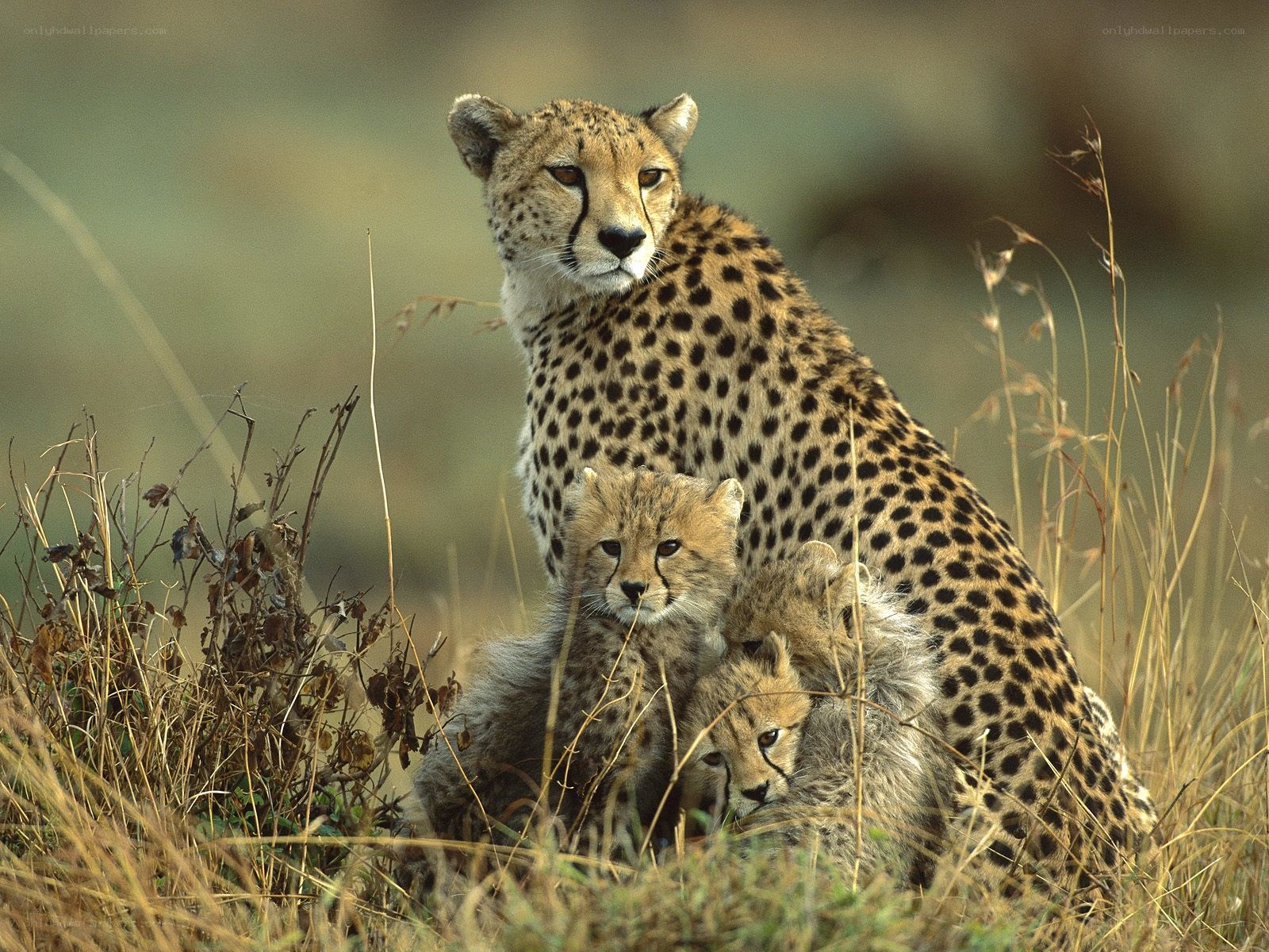 Cheetah with cubs in grass