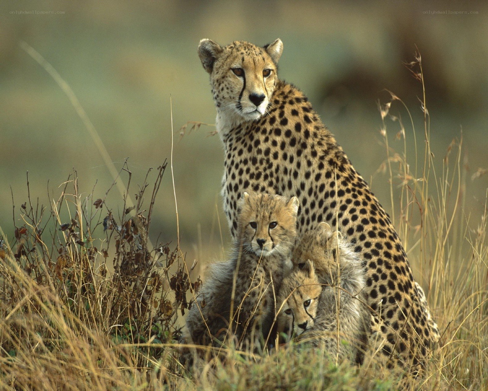 Cheetah with cubs in grass