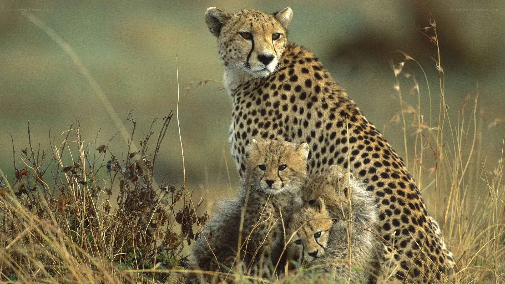 Cheetah with cubs in grass
