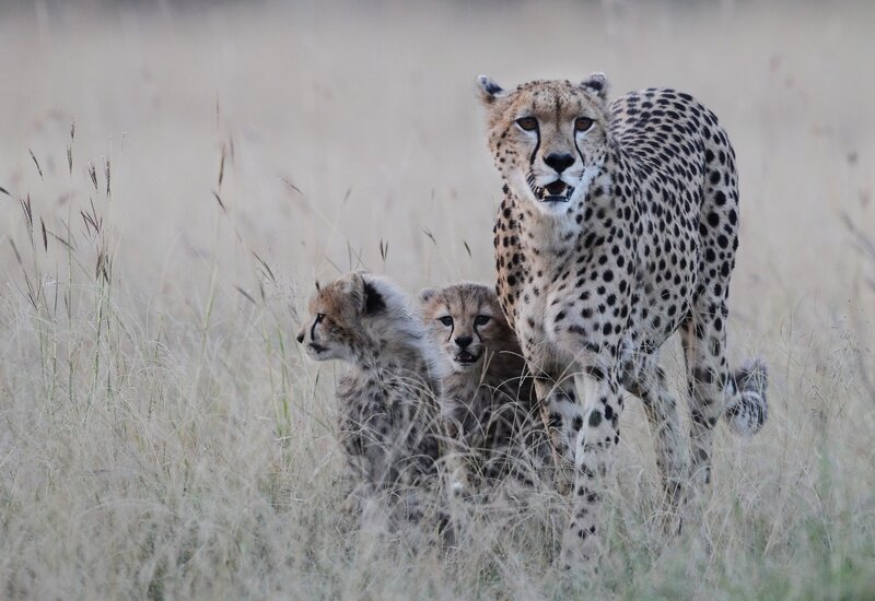 Cheetah with cubs in grass