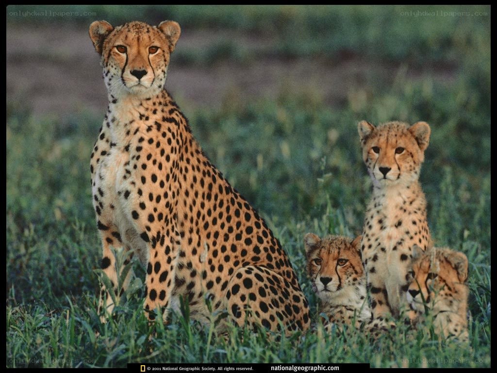Cheetah with cubs in grass
