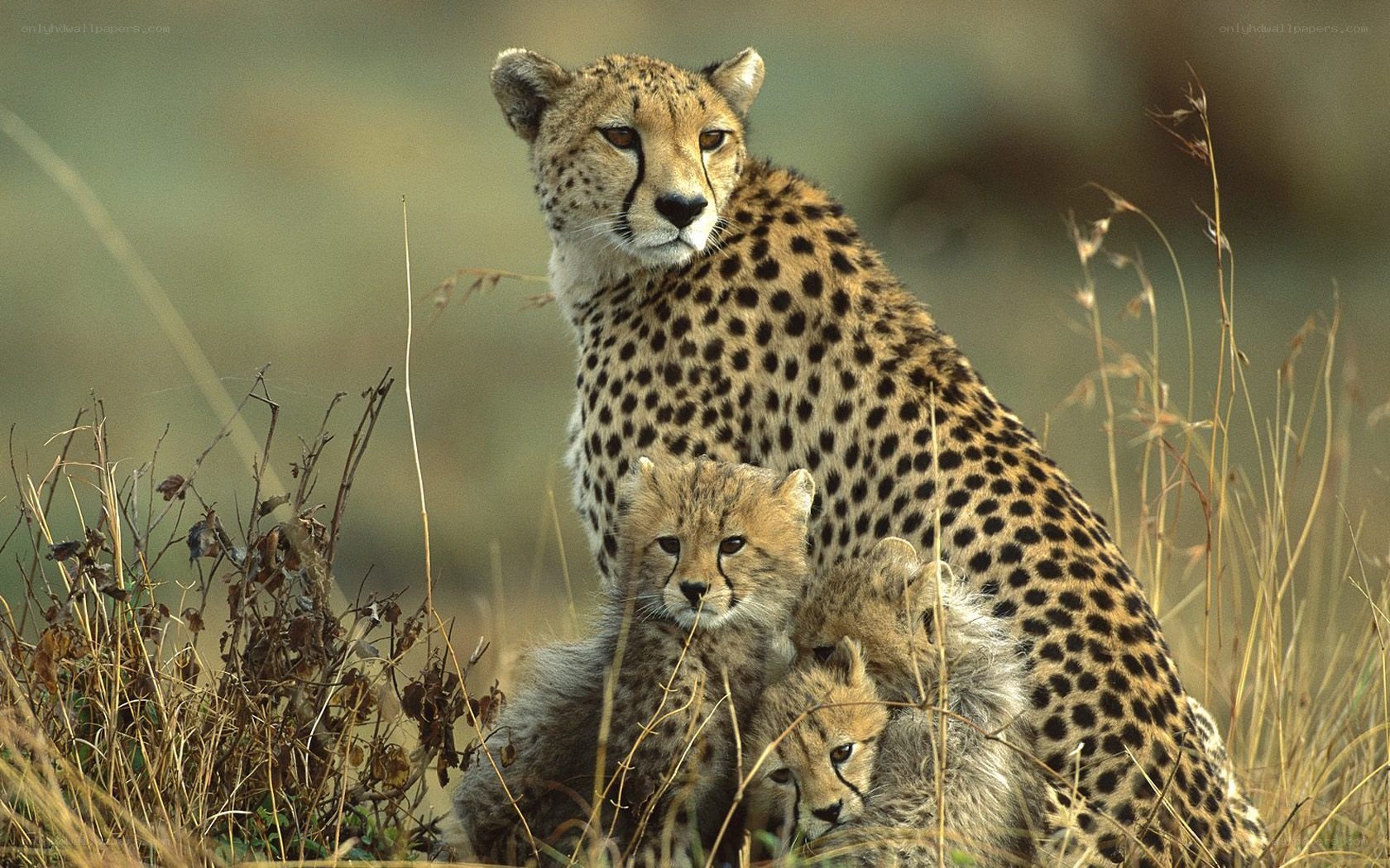 Cheetah with cubs in grass