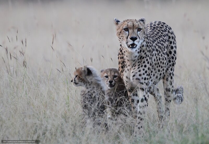 Cheetah with cubs in grass