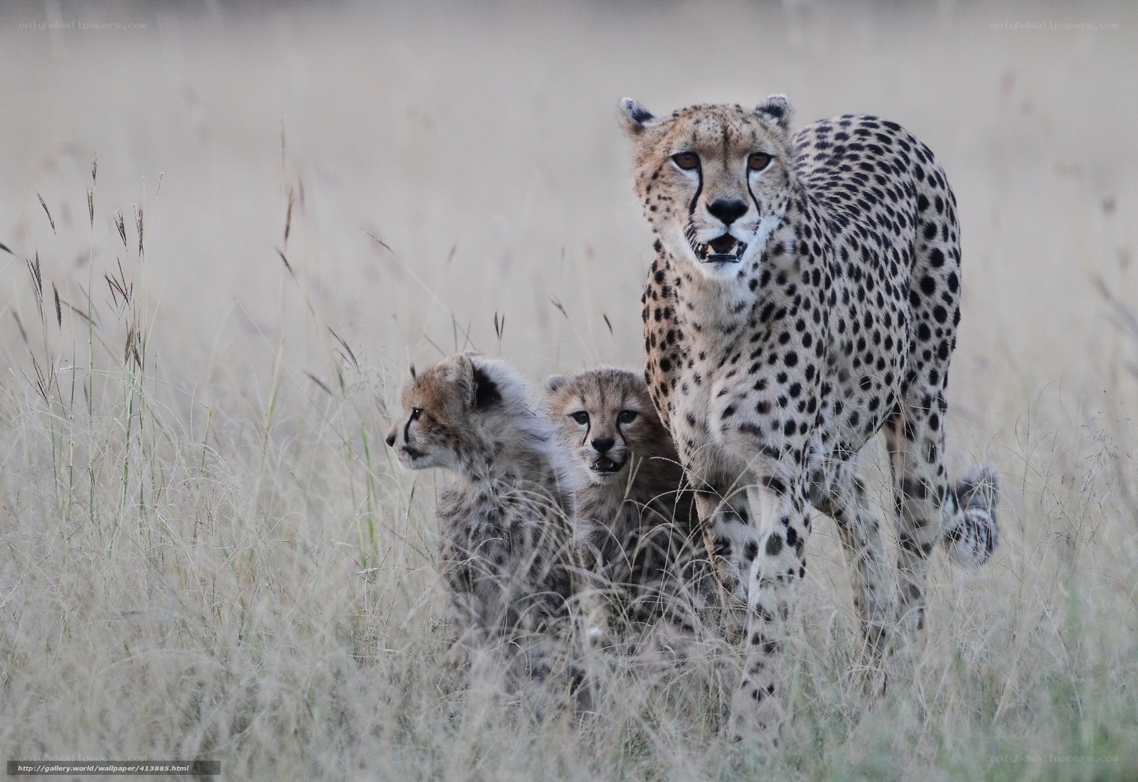 Cheetah with cubs in grass