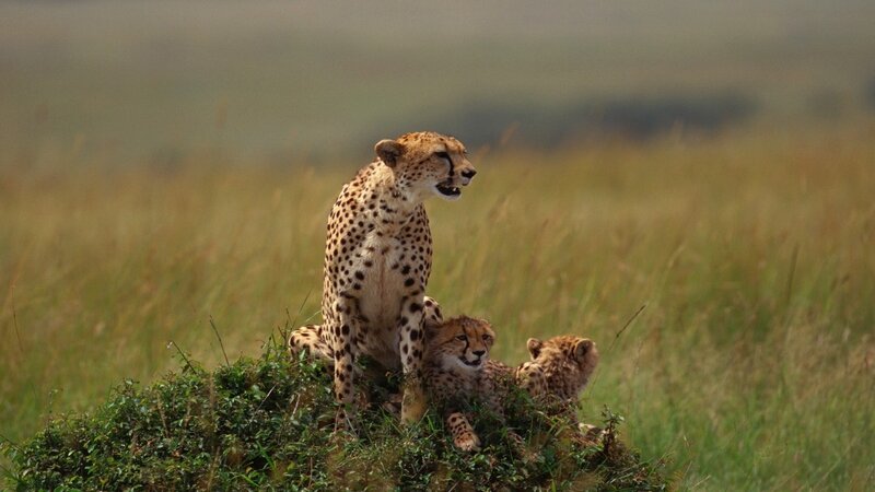 Cheetah with cubs in savanna