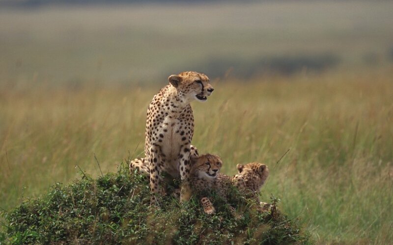 Cheetah with cubs in savanna