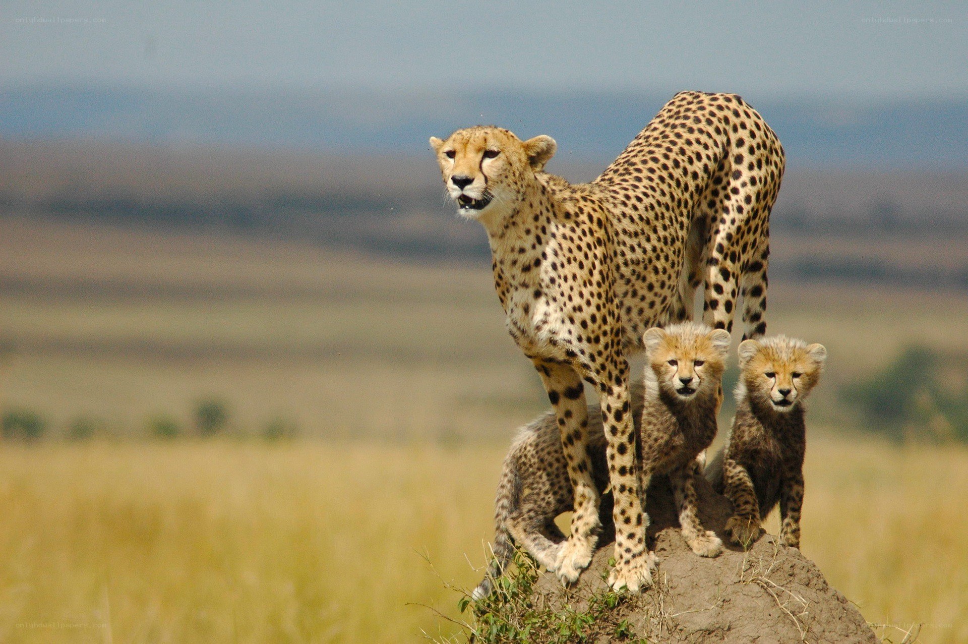 Cheetah with cubs on a mound