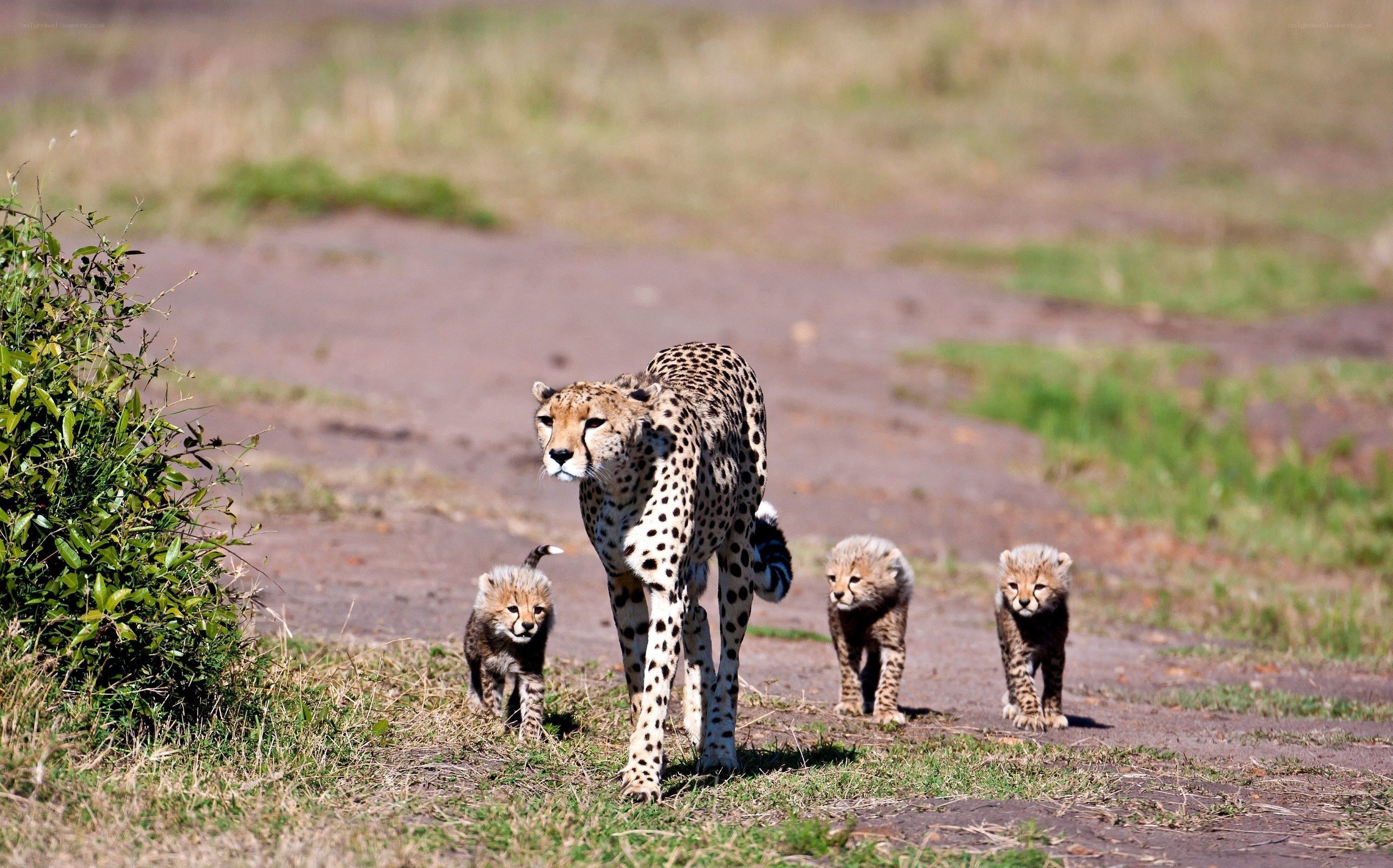 Cheetah with cubs on a path
