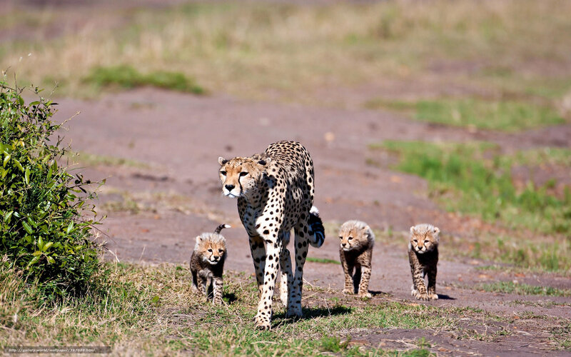 Cheetah with cubs on path