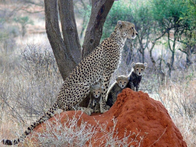 Cheetah with cubs on termite mound