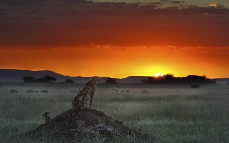 Cheetah with Cubs — Orange