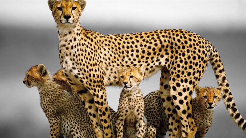 Cheetah with Cubs — Tan, Alert, Photograph