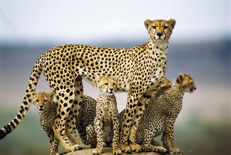 Cheetah with Cubs — Tan, Alert