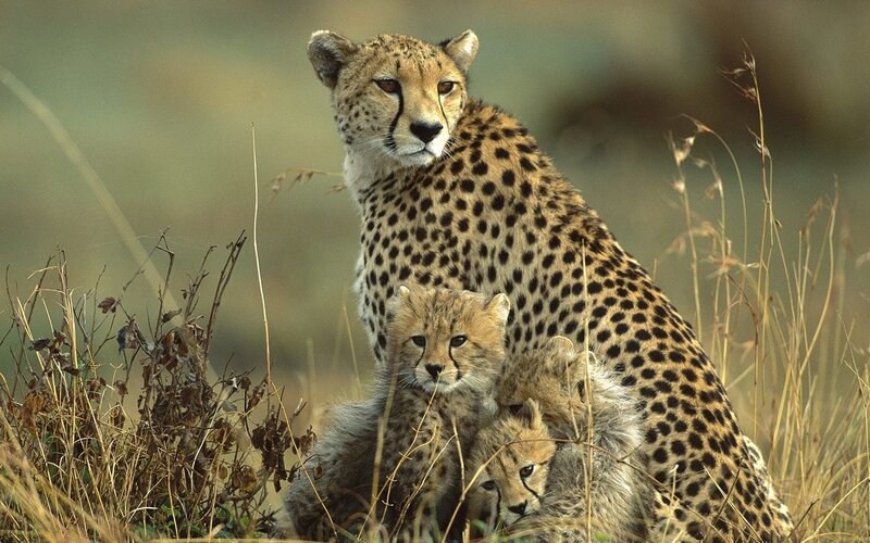 Cheetah with Cubs — Tan, Calm, Afternoon, Photograph, Grass