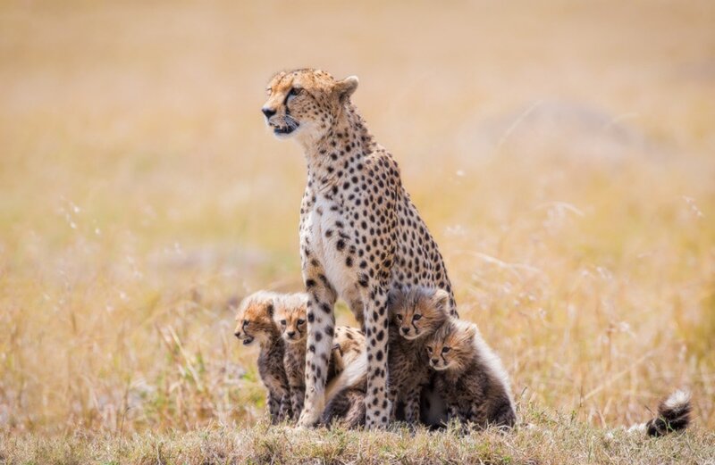 Cheetah with Cubs — Tan, Calm, Afternoon, Photograph