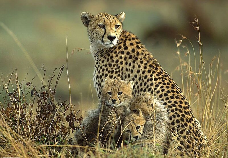 Cheetah with Cubs — Tan, Calm