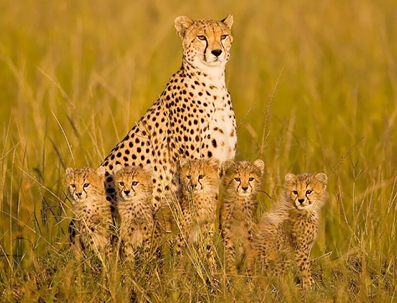 Cheetah with Cubs — Yellow, Calm, Sunset