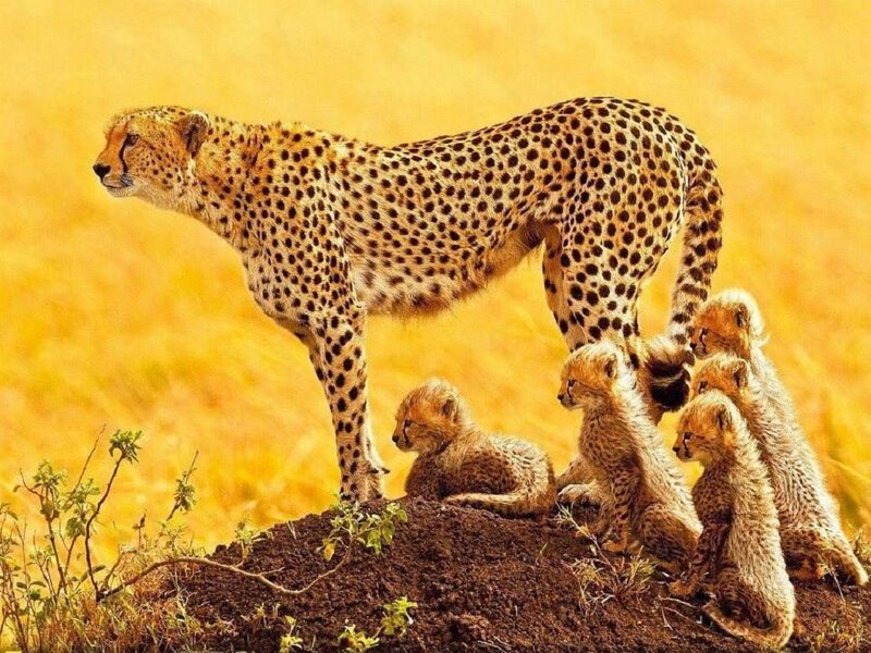 Cheetah with Cubs — Yellow, Calm