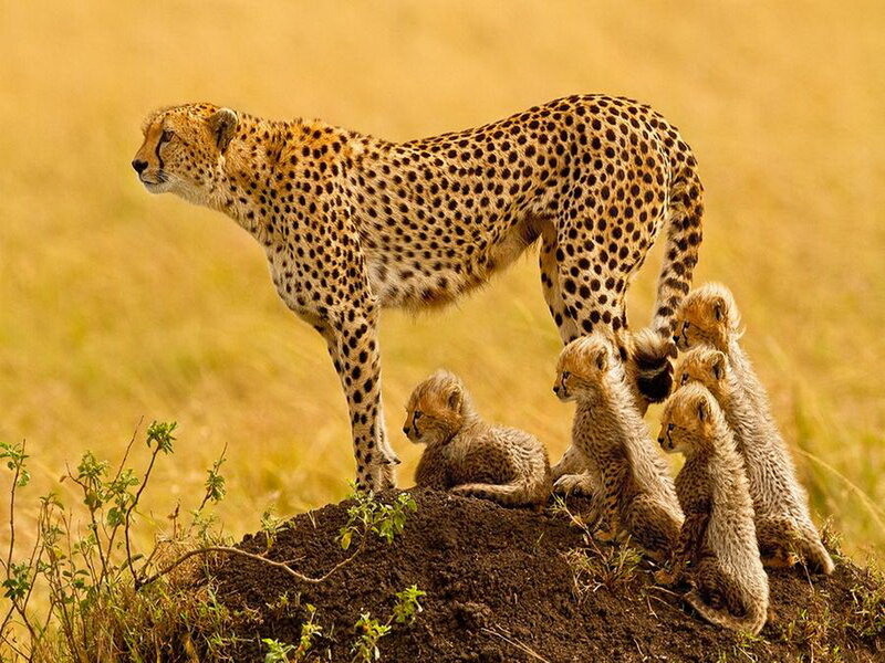 Cheetah with Cubs — Yellow