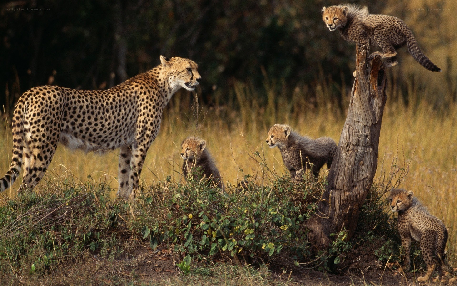 Cheetah with her cubs