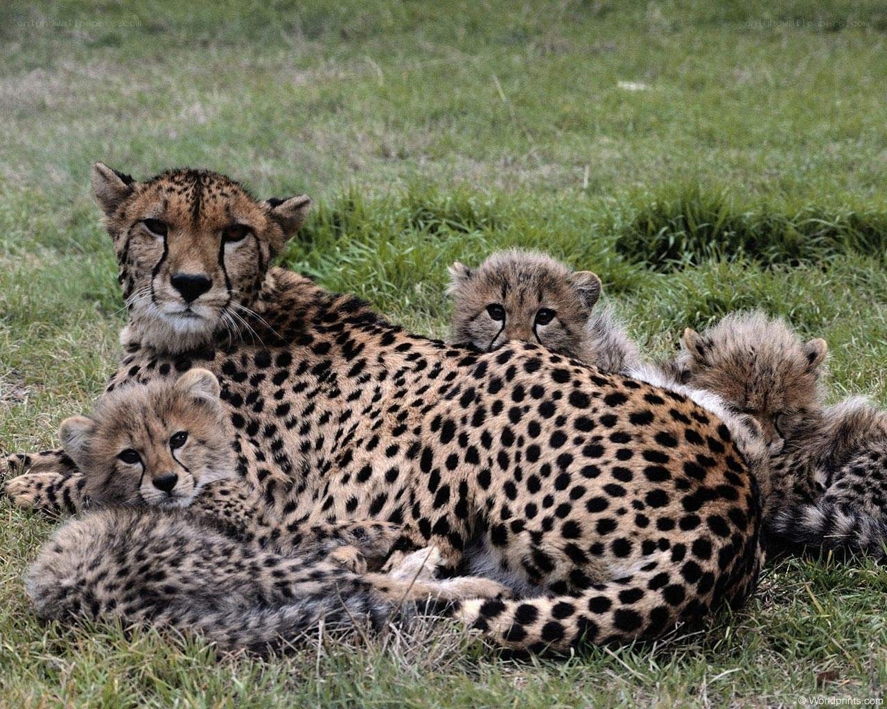 Cheetah with her cubs