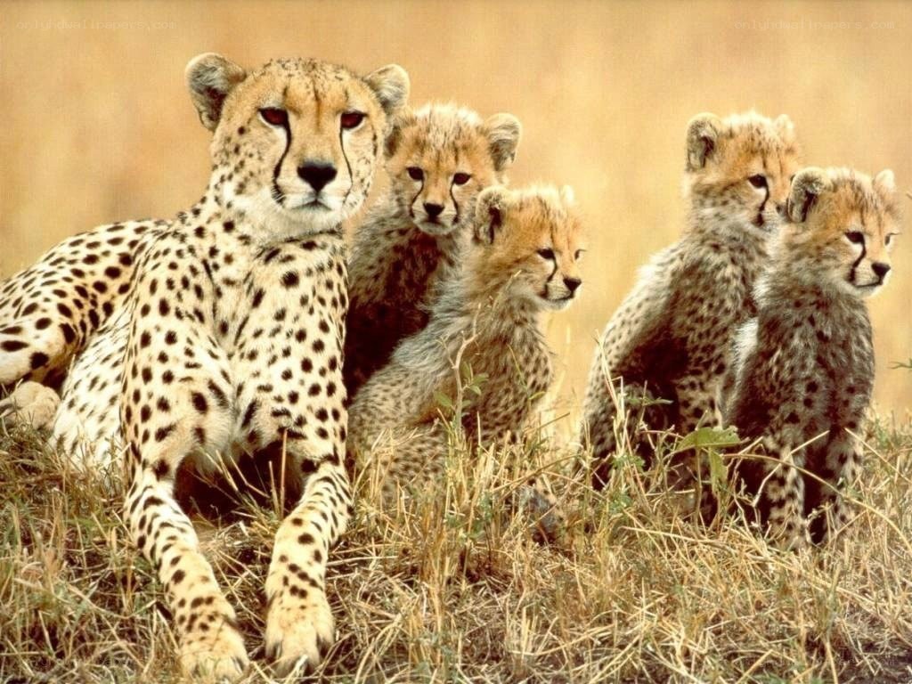 Cheetah with her cubs