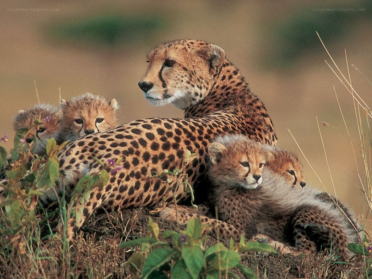 Cheetah with her cubs