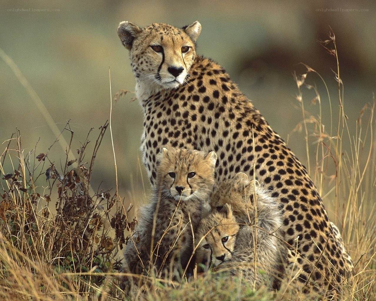 Cheetah with her cubs