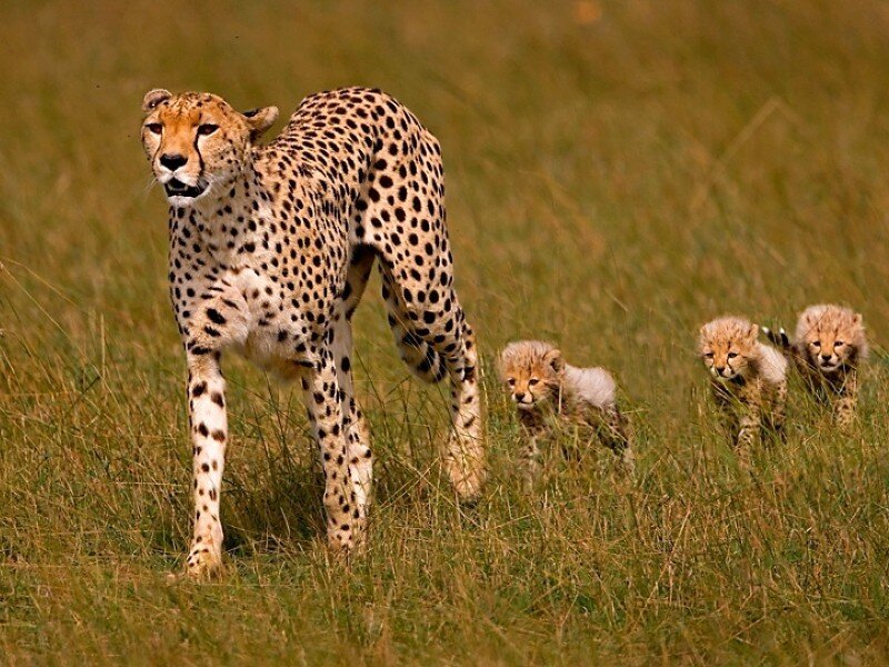 Cheetah with her cubs