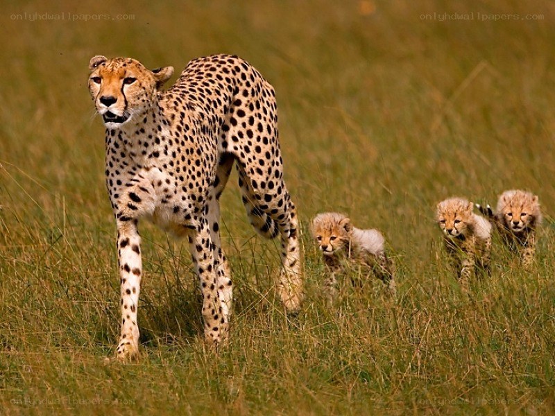 Cheetah with her cubs