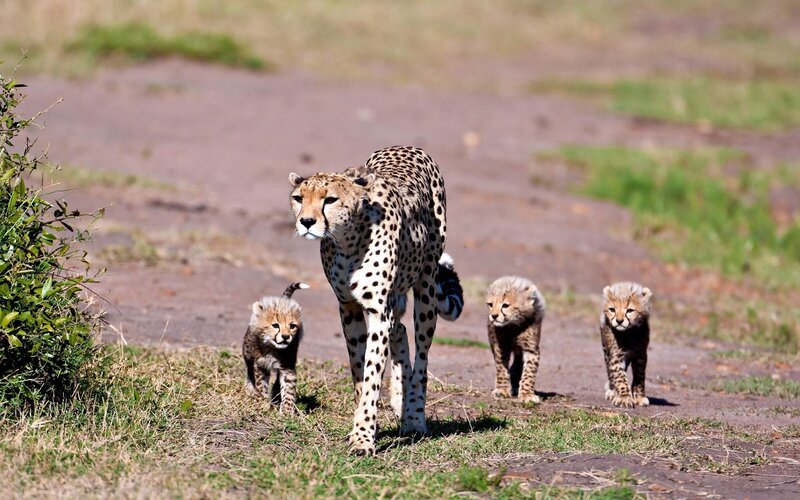Cheetah with her cubs