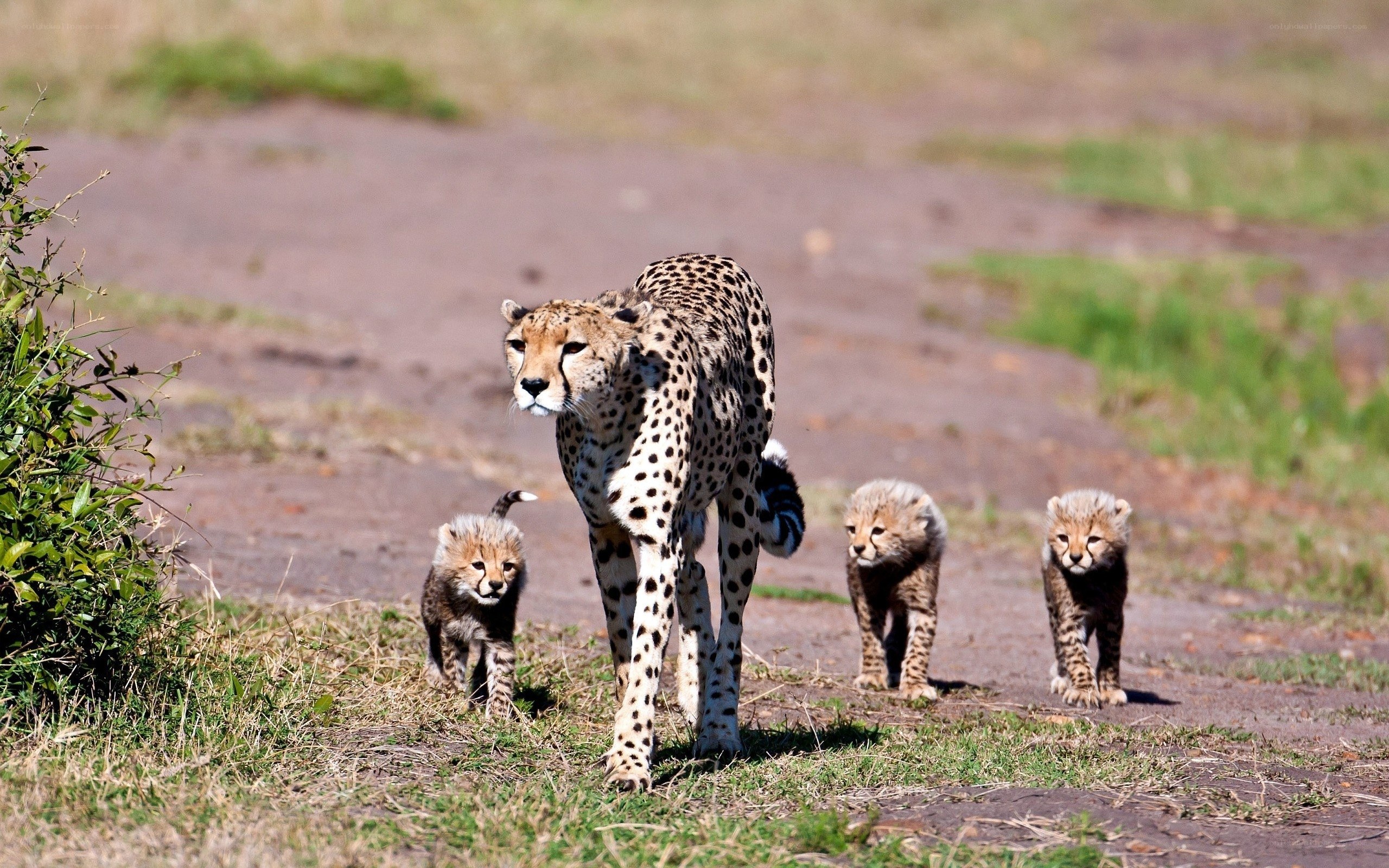 Cheetah with her cubs