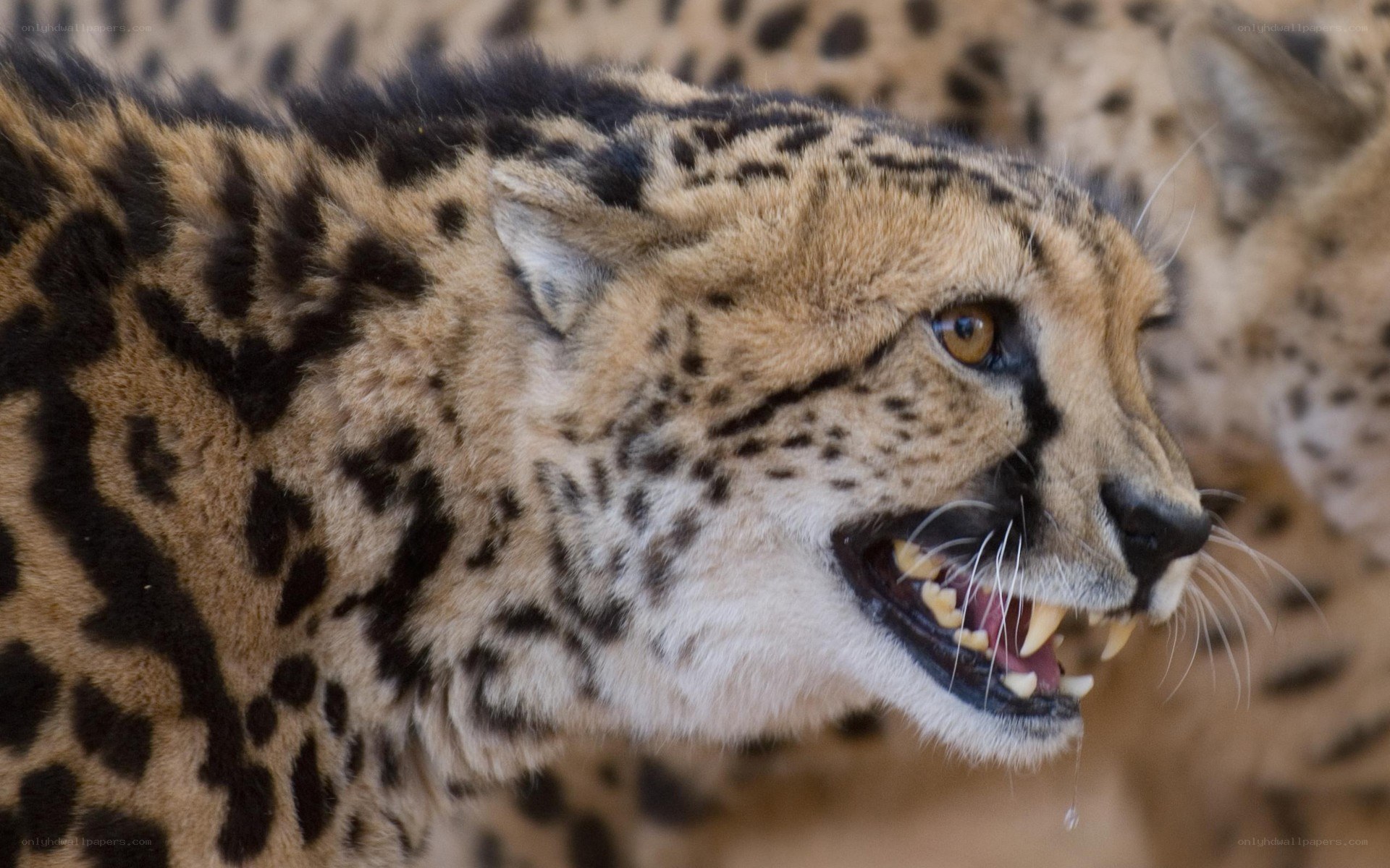 cheetah with open mouth