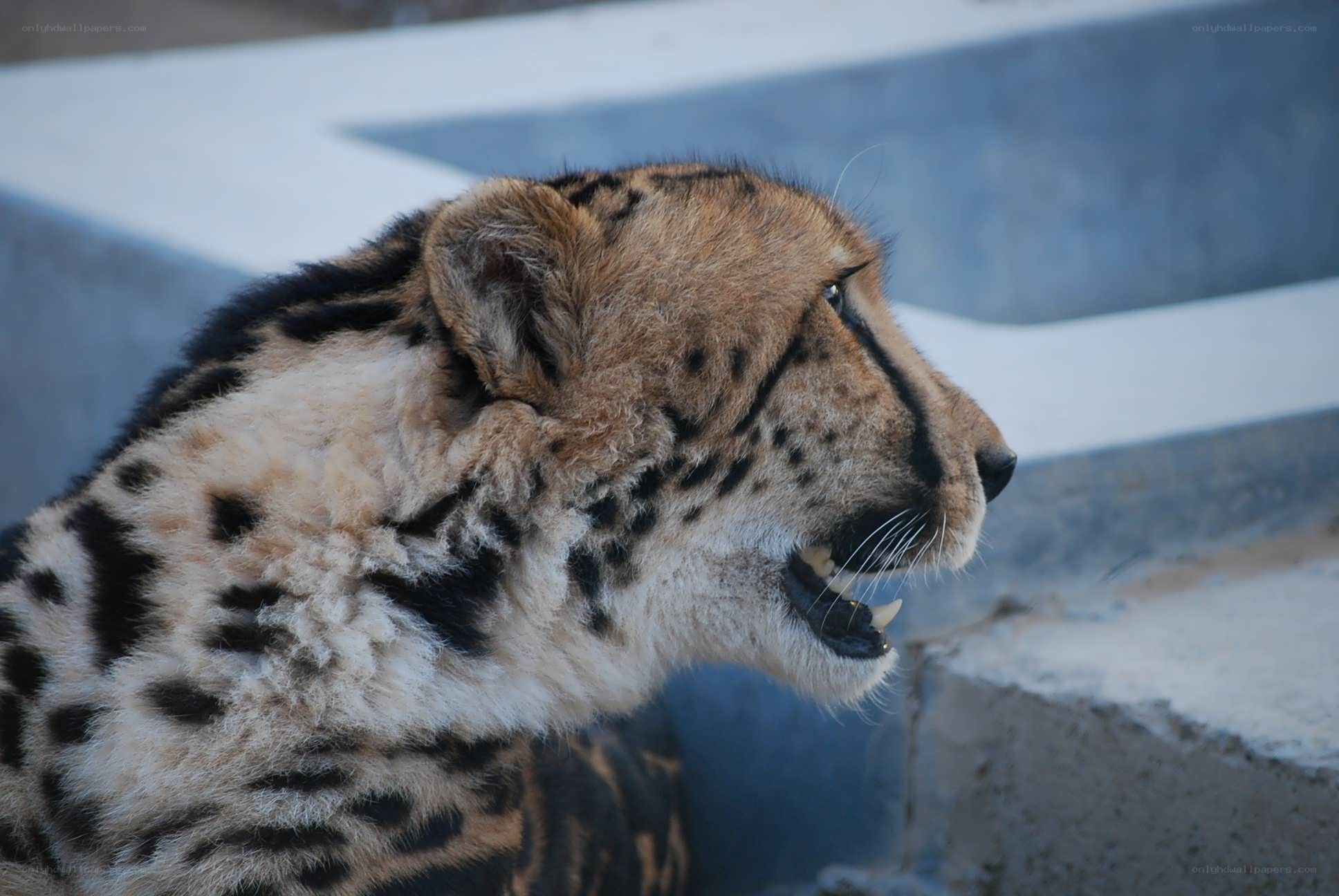 cheetah with open mouth