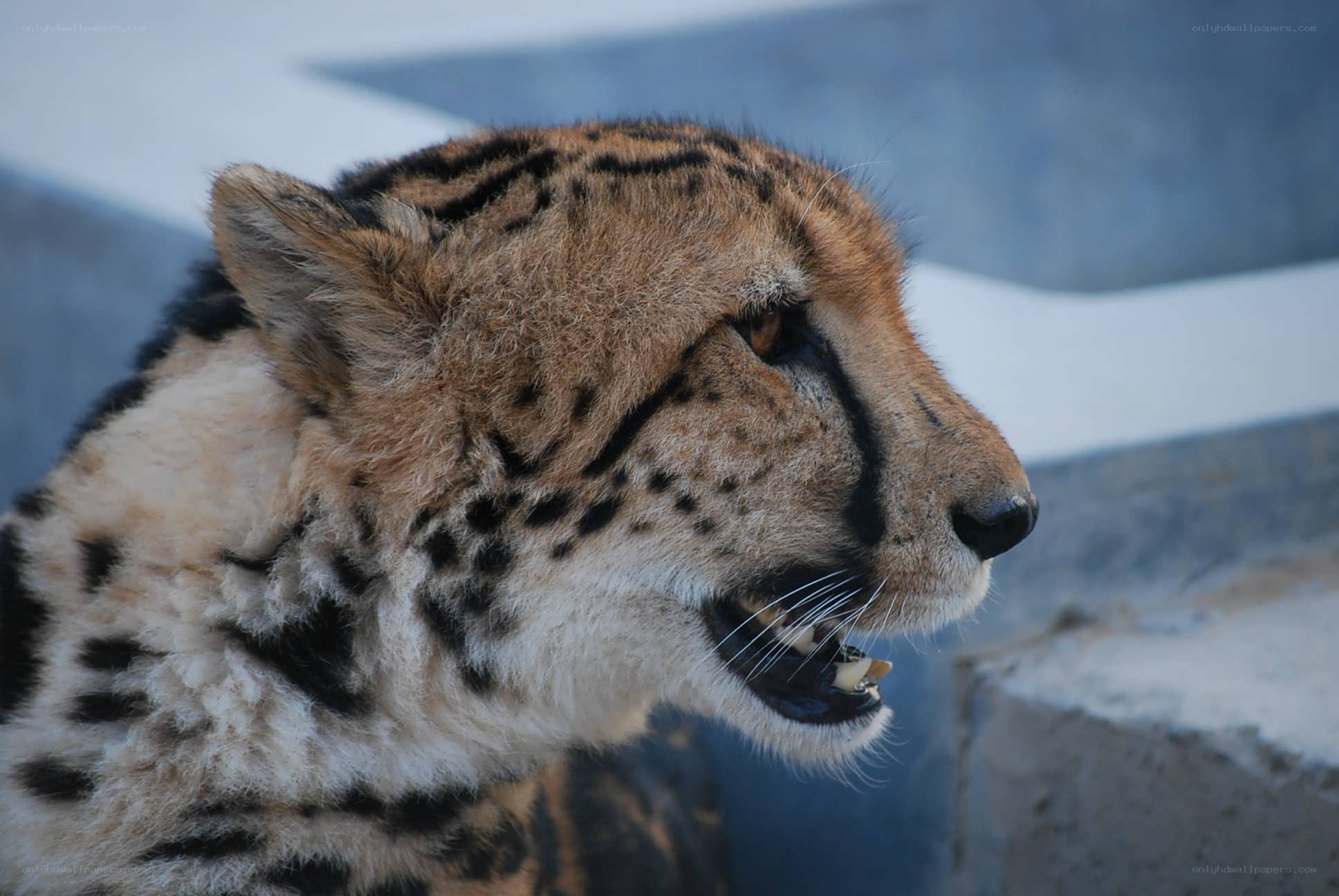 Cheetah with open mouth