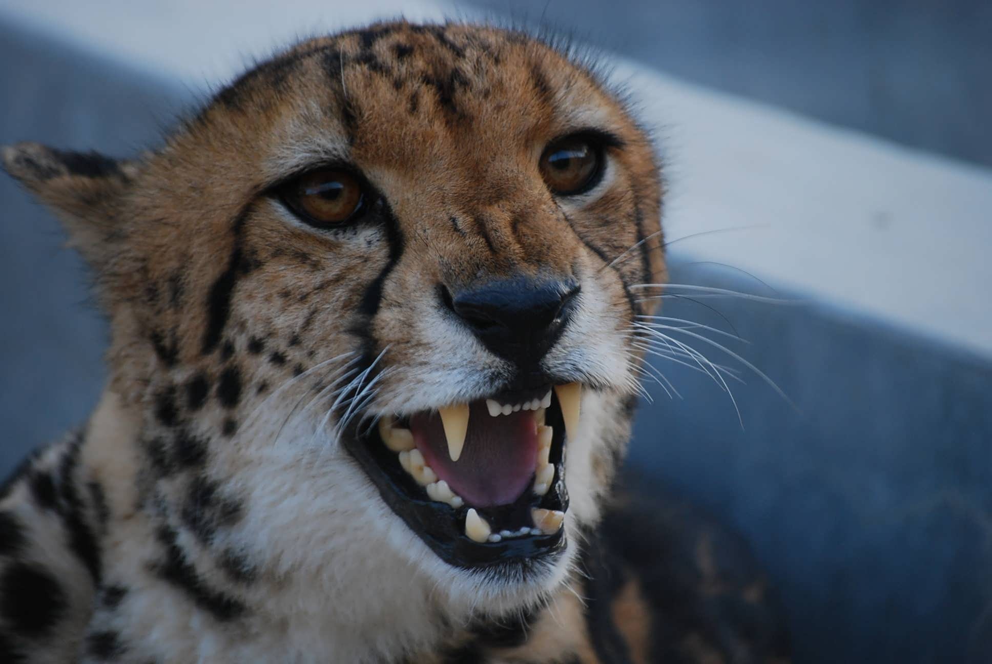 cheetah with open mouth