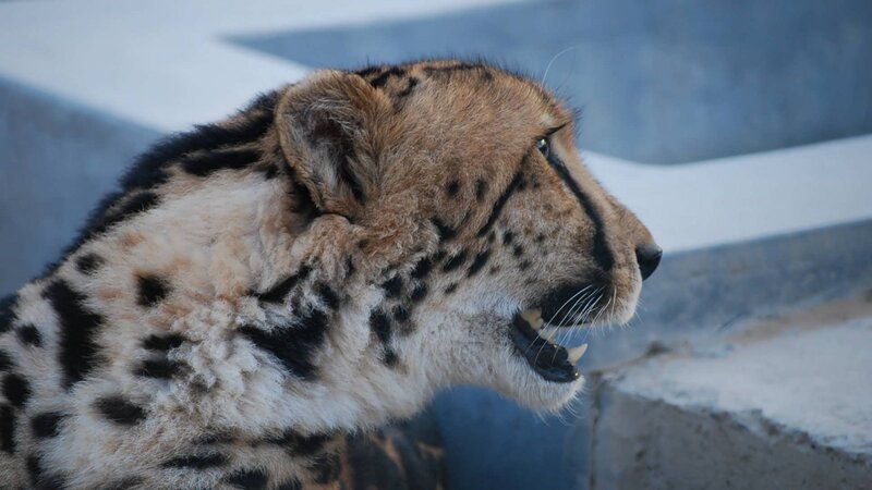 Cheetah with Open Mouth — Brown, Alert
