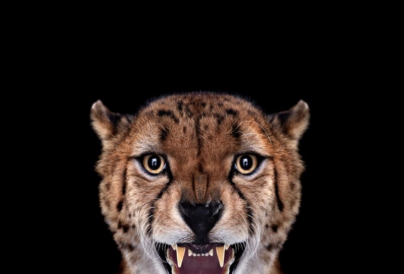 Cheetah with Open Mouth — Brown, Intense
