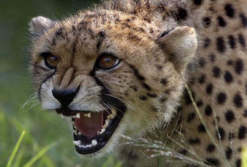 Cheetah with Open Mouth — Brown