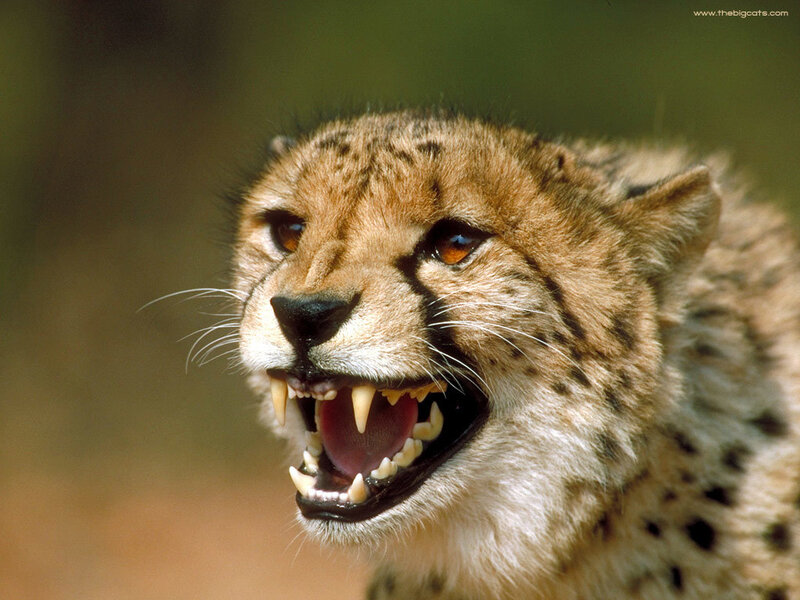 cheetah with open mouth