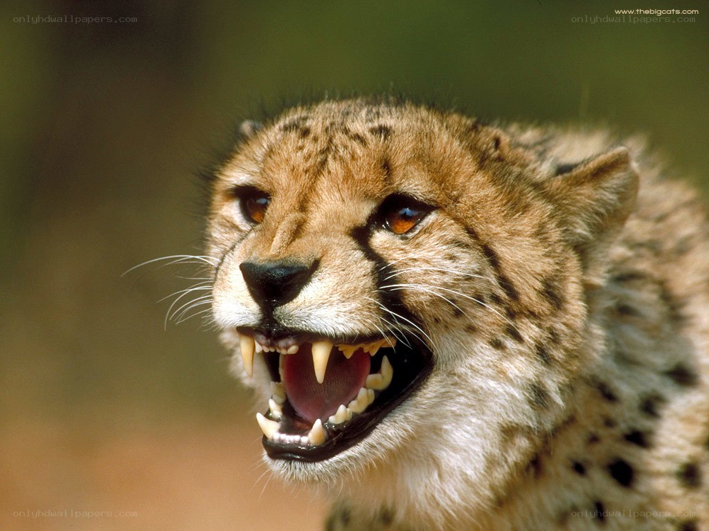 cheetah with open mouth