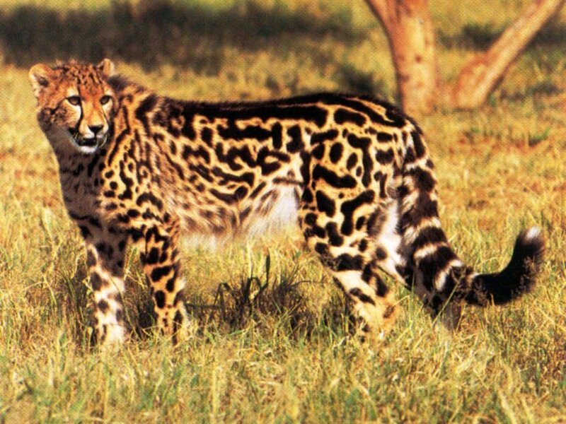Cheetah with Spotted Coat — Brown